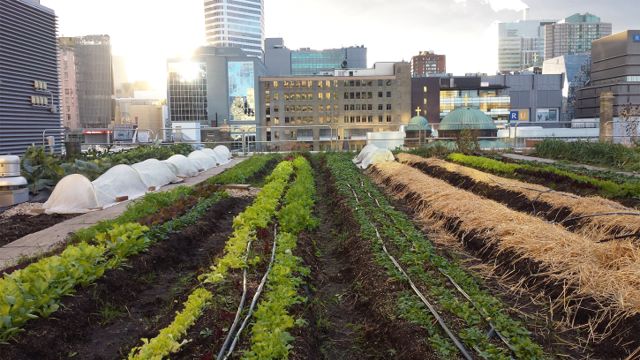 Urban Farming, Berkebun Di Perkotaan - Urban Garden