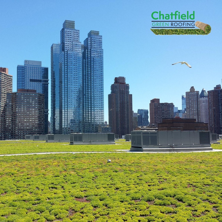 Chatfield Green Roofing Now an Approved NYC Accelerator Service Provider
