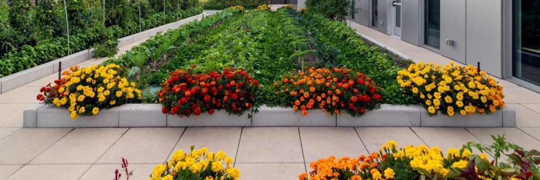 Recover Green Roofs Featured Image