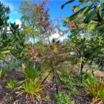 Hundertwasser Art Centre and Wairau Maori Art Gallery Living Roof