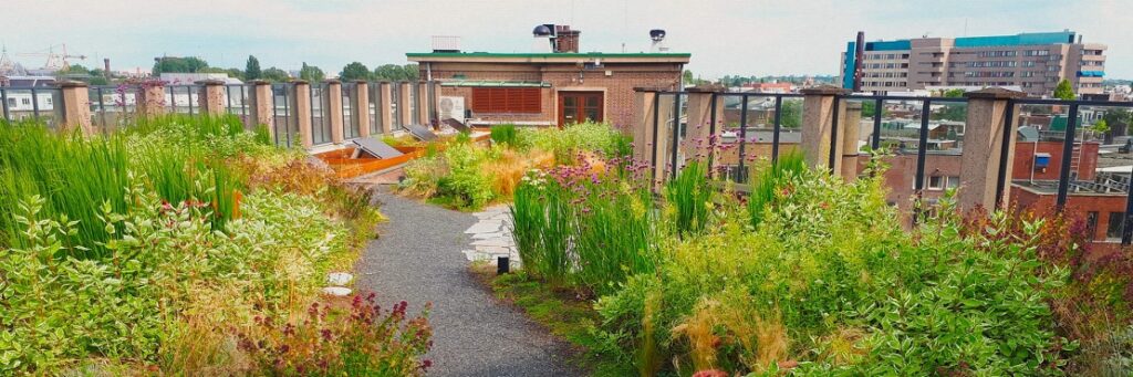 Amsterdam’s Gorgeous Green Roofs Have Hidden Reservoirs to Capture Rainwater