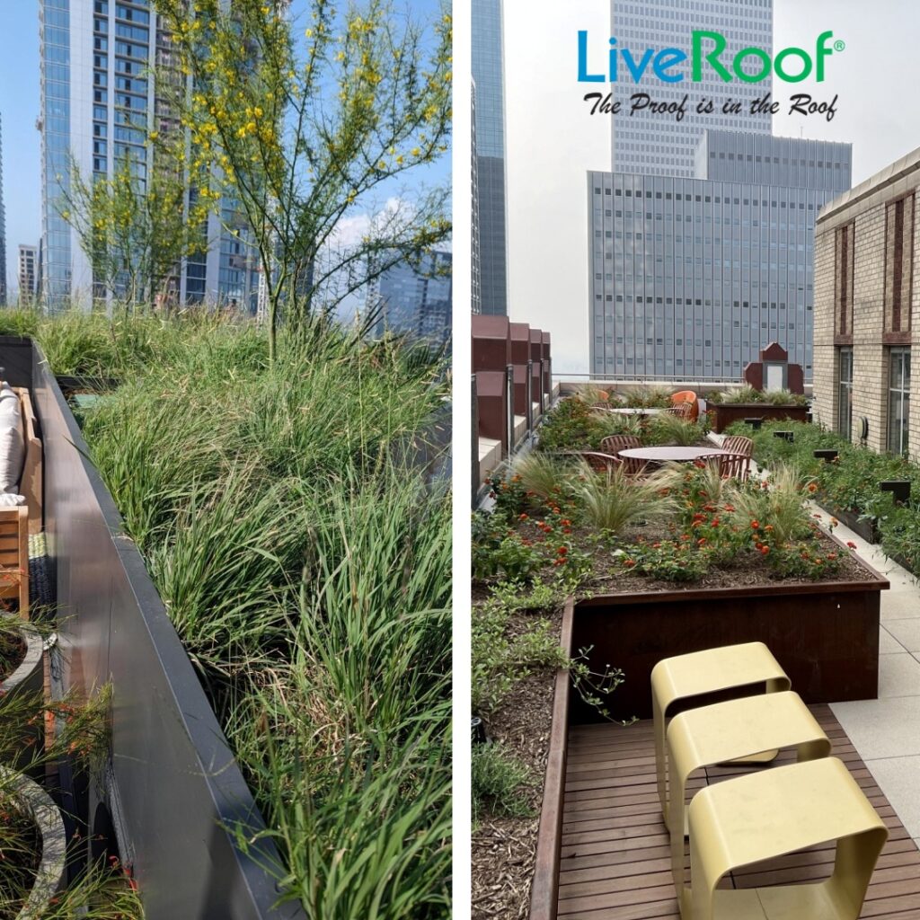 Why Do a Green Roof? Feature Projects: 600 Congress (Austin, TX) and Perkins & Will (Houston, TX) by LiveRoof® Texas